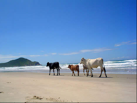 Praia do Rosa